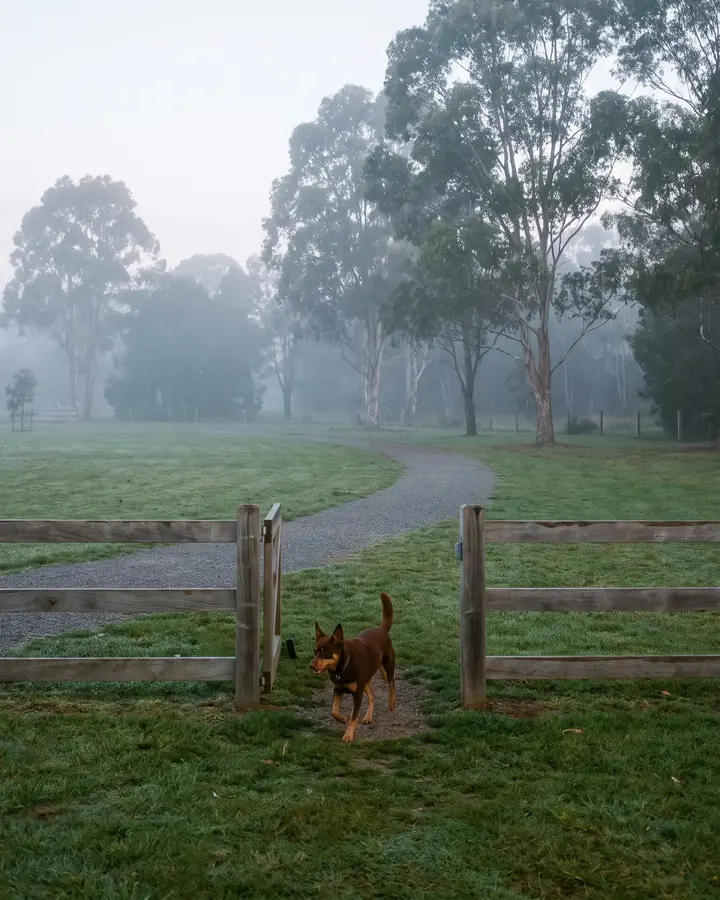 A small red dog trotting towards a timber gate at a misty park