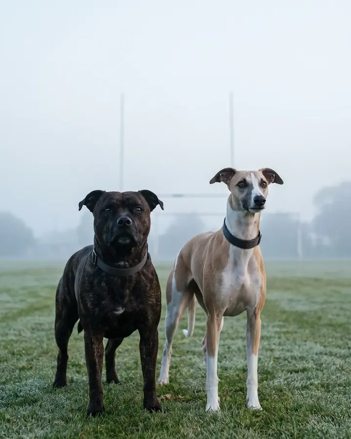 A brindle staffy and a fawn whippet standing side by side on a misty football oval
